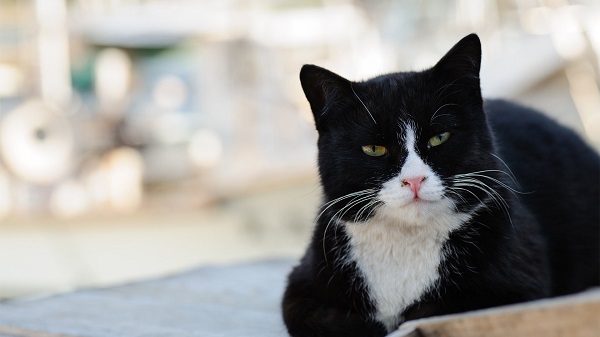 Кошка чудом выжила после 30 выстрелов - ФОТО